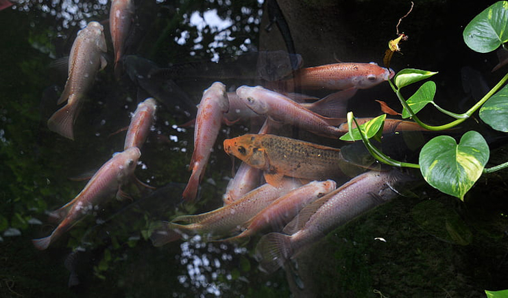 周轉箱養(yǎng)魚靠譜嗎？怕漏水看這里